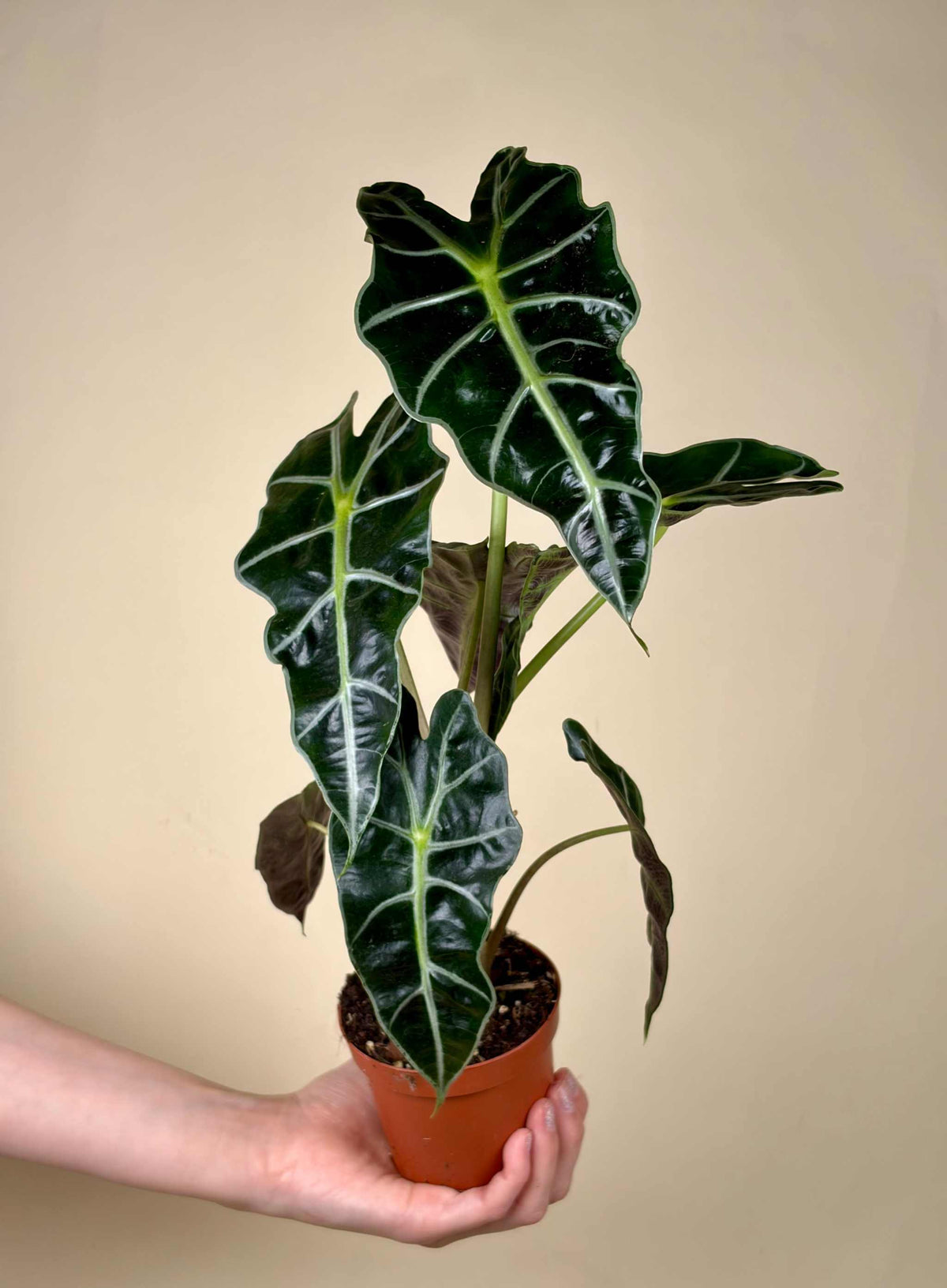 Alocasia 'Polly'