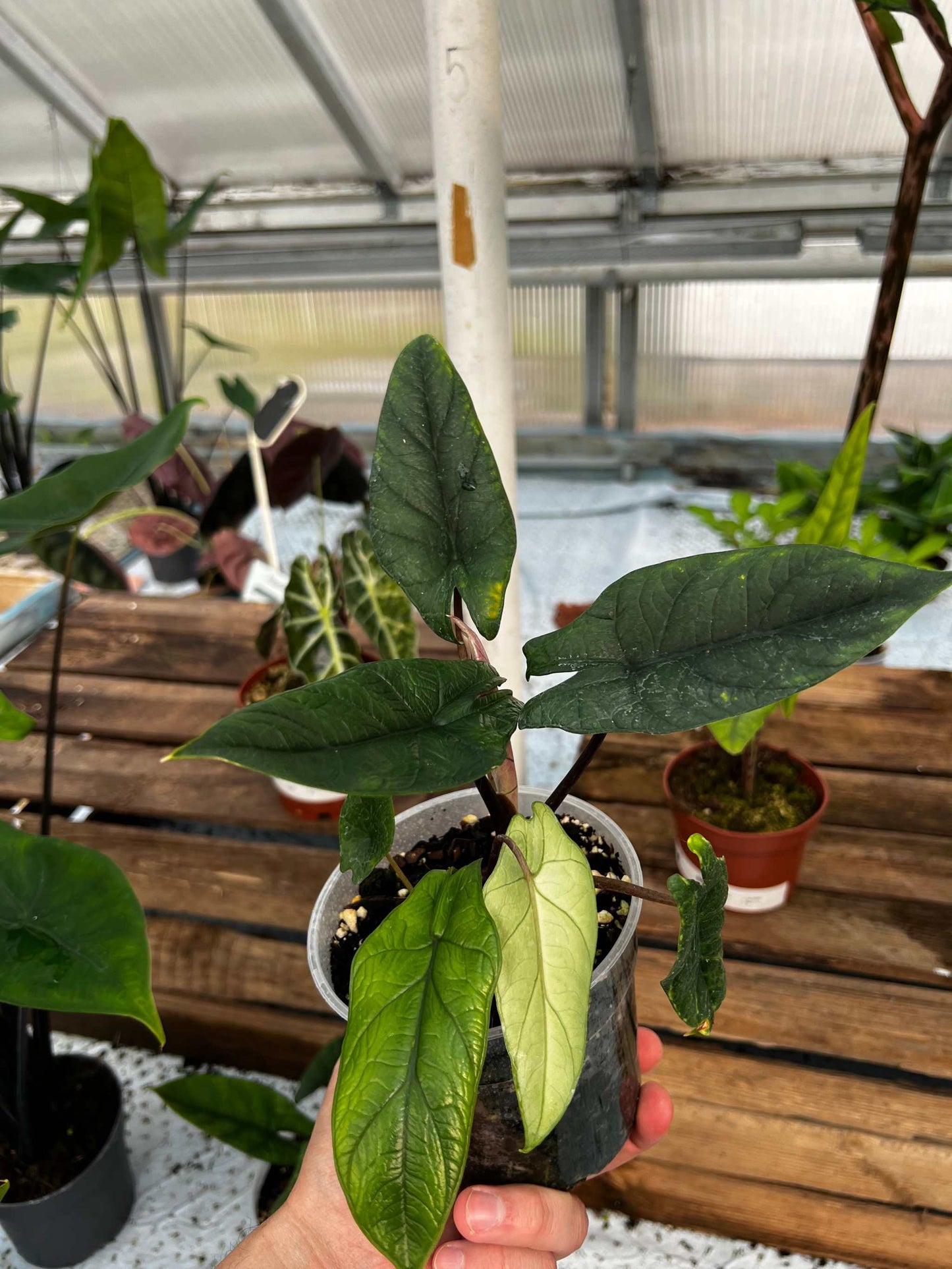 Alocasia scalprum