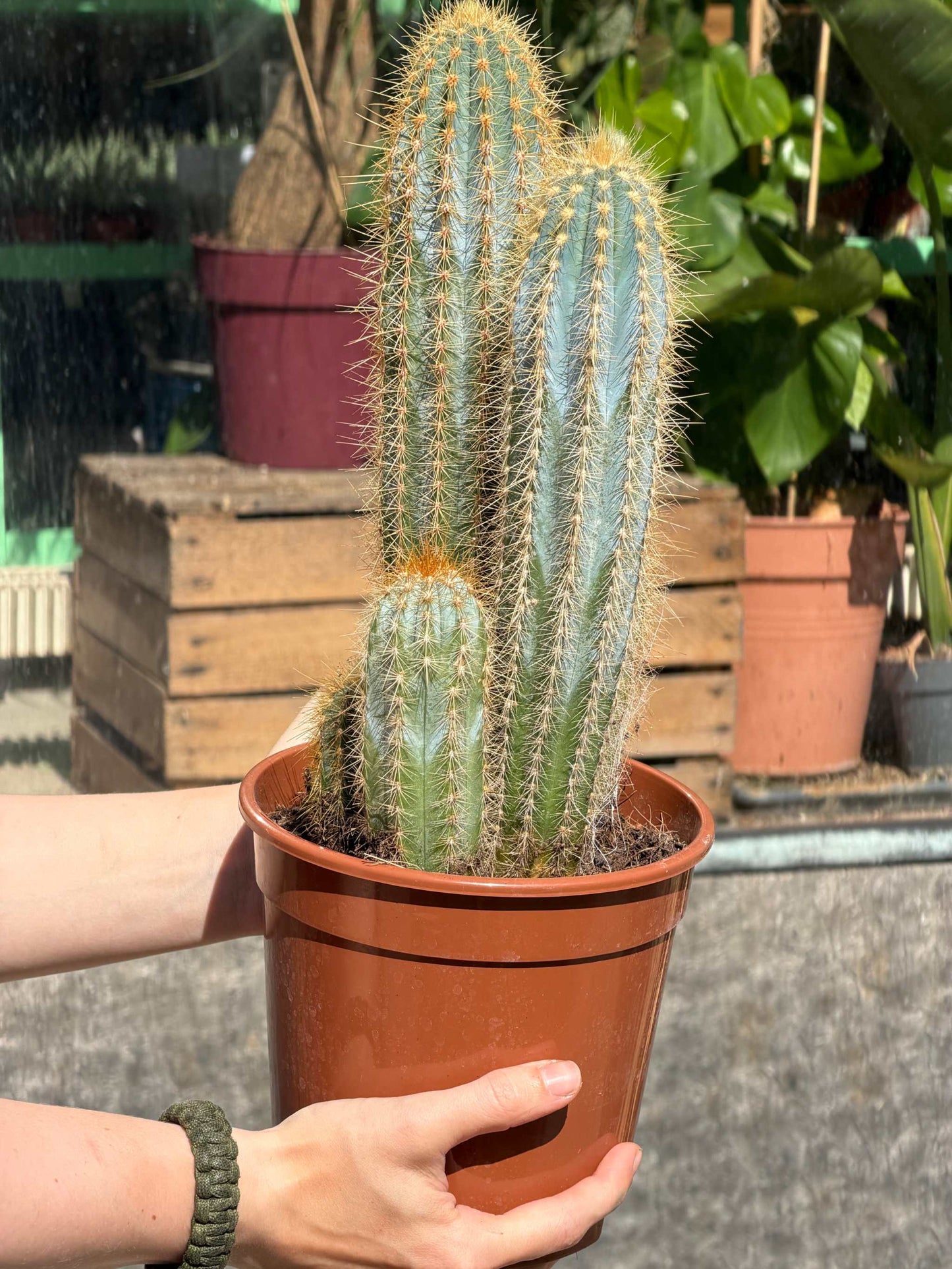 Cactus mix 17cm kruka