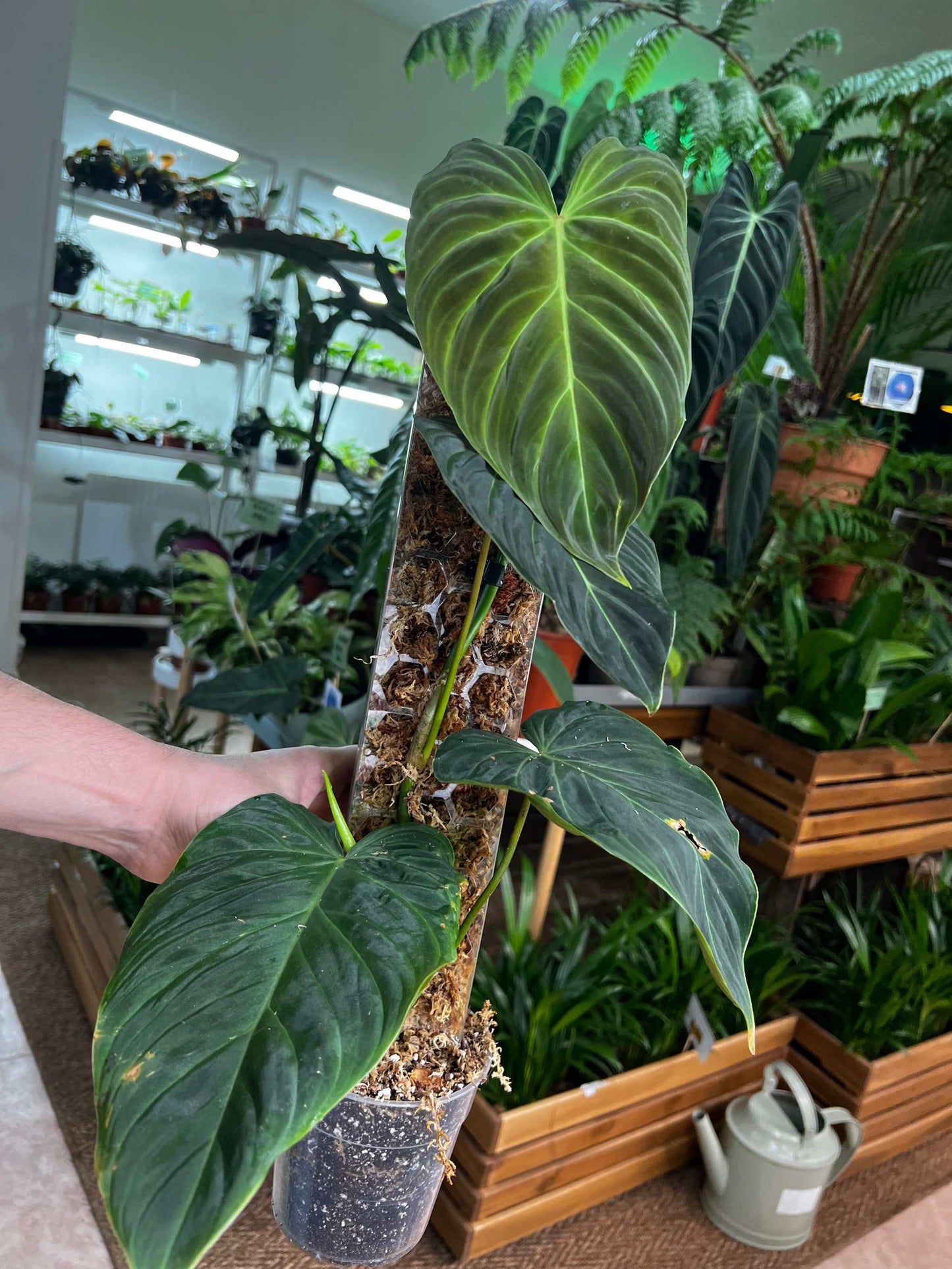 Philodendron splendid (verrucosum x melanochrysum)