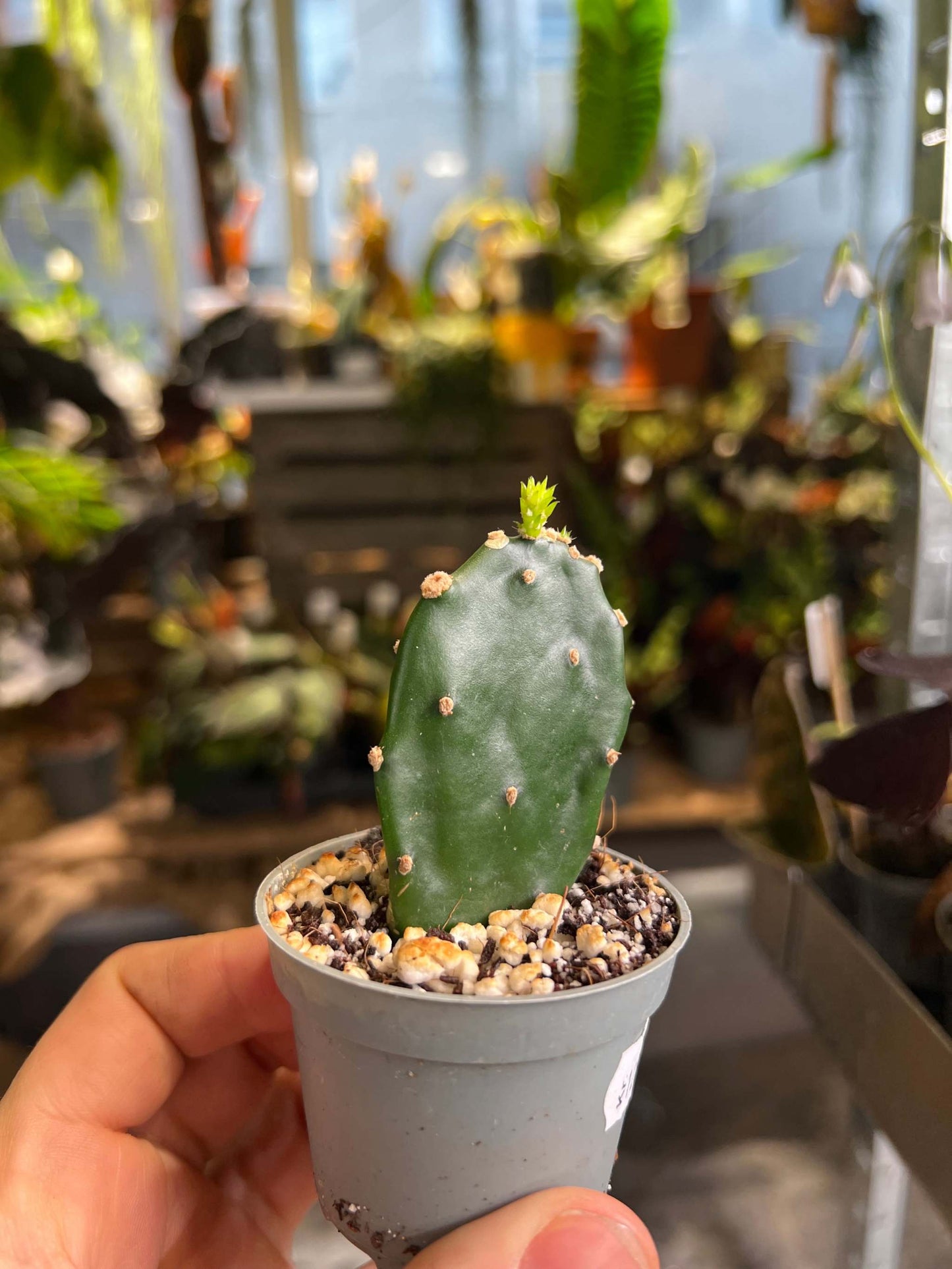Opuntia jamaicensis
