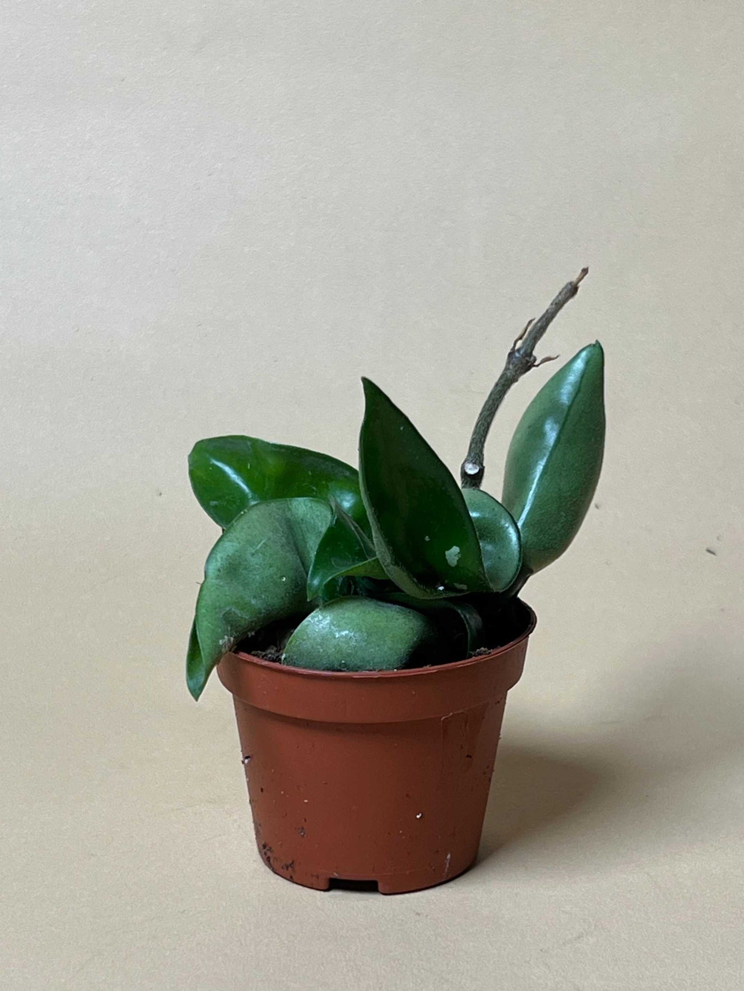 Hoya carnosa 'compacta'