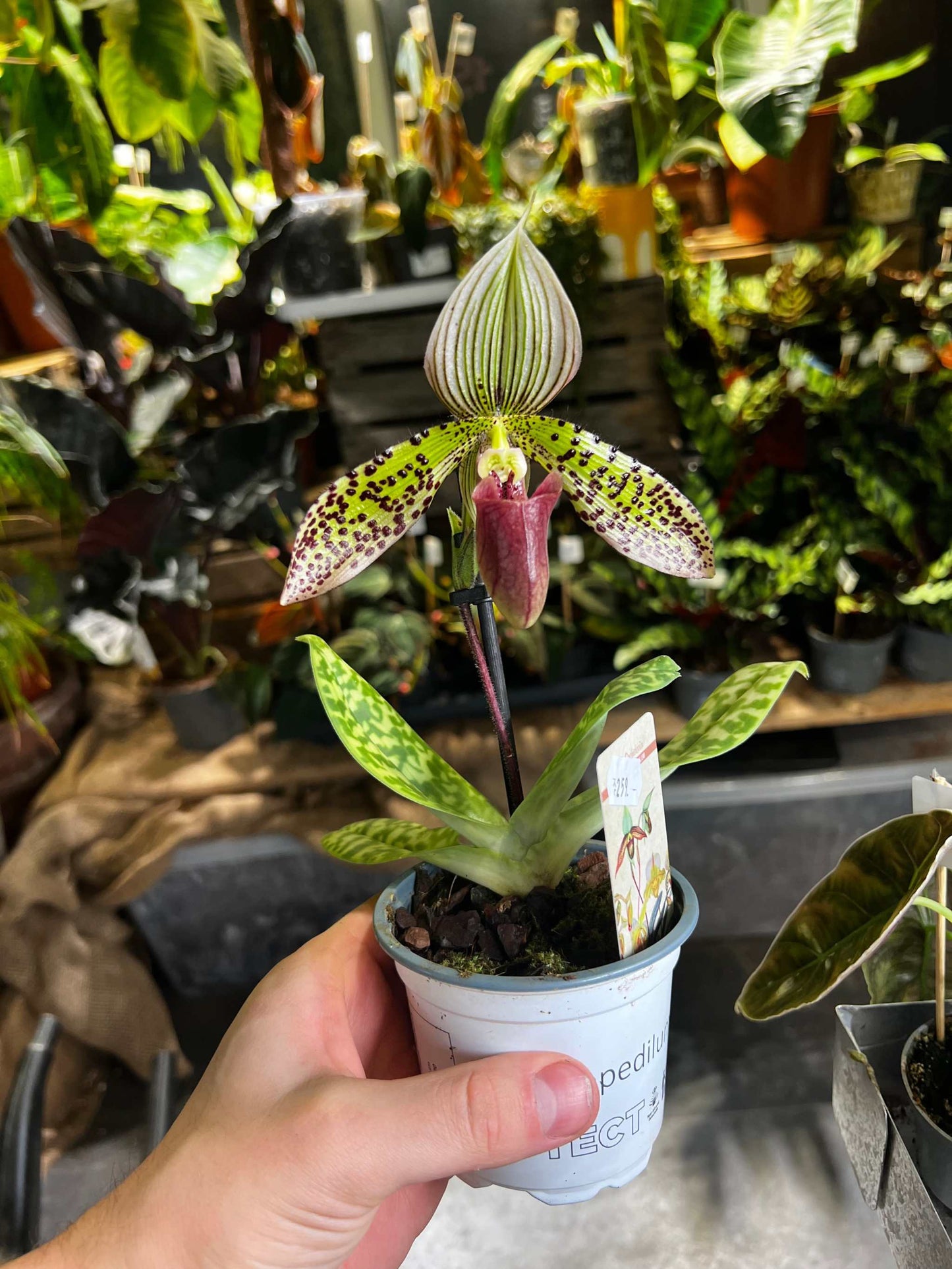 exempel på växt du får hem, en ca 10 cm hög blomma och 8cm bred kruka