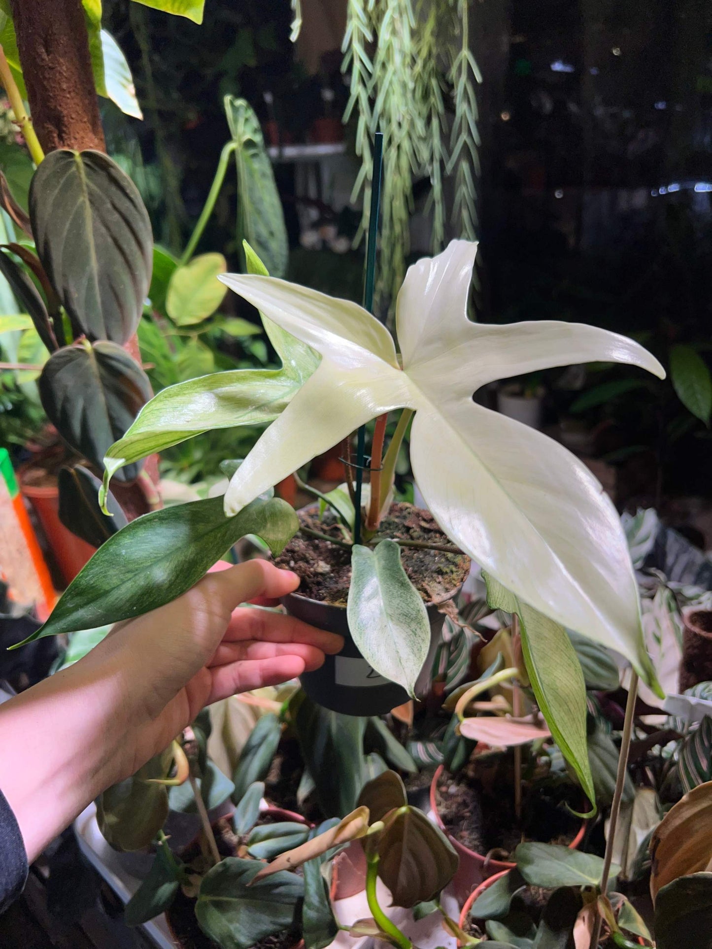 Philodendron 'Florida Ghost' choose your plant