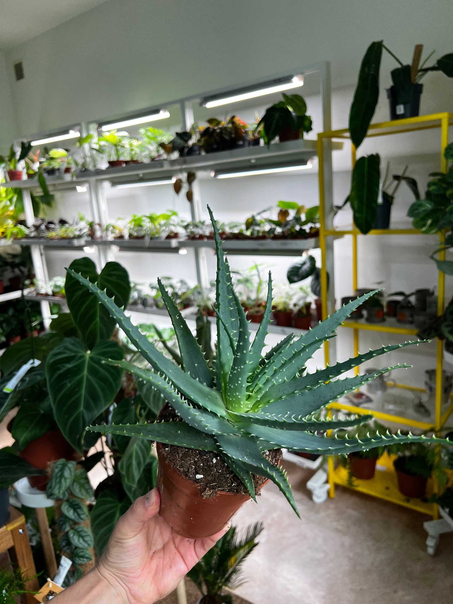 Tree aloe 'Aloe arborescens'