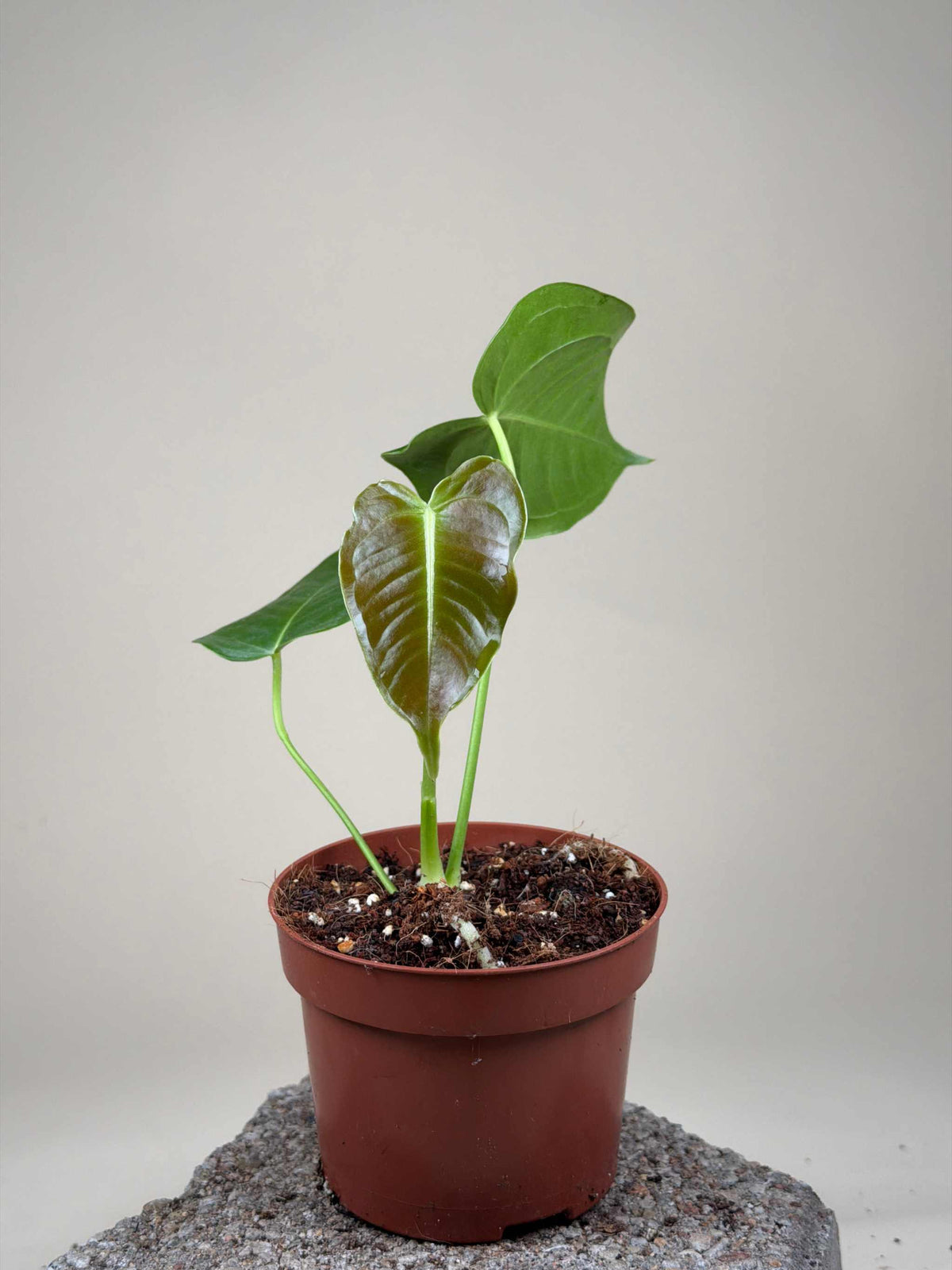 Anthurium veitchii