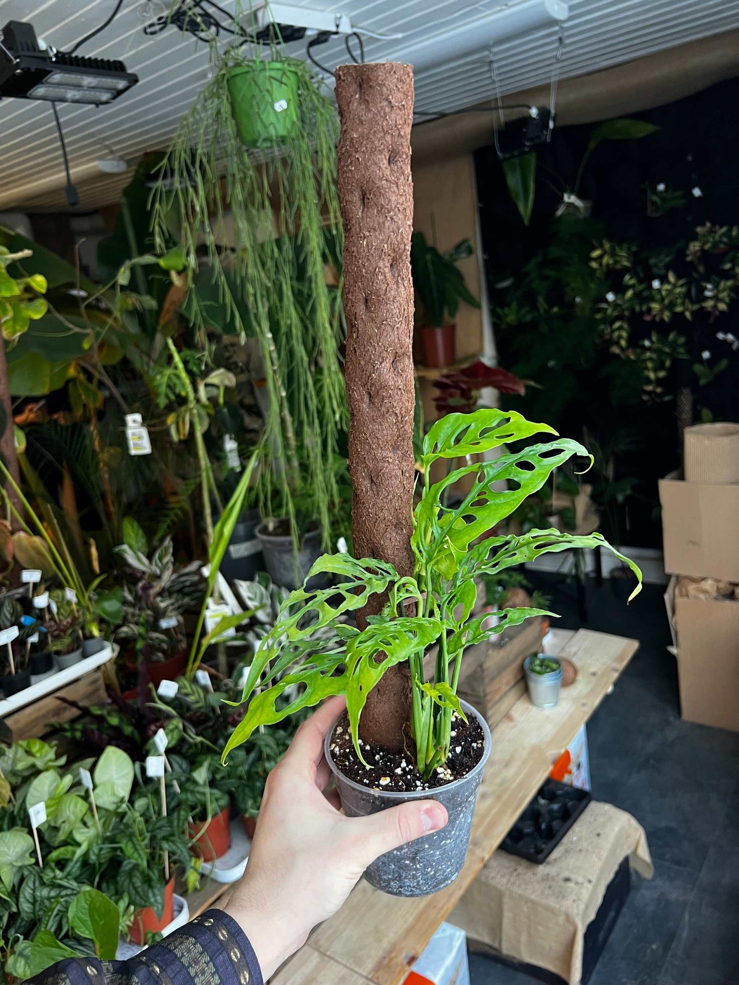 Monstera obliqua 'Peru'