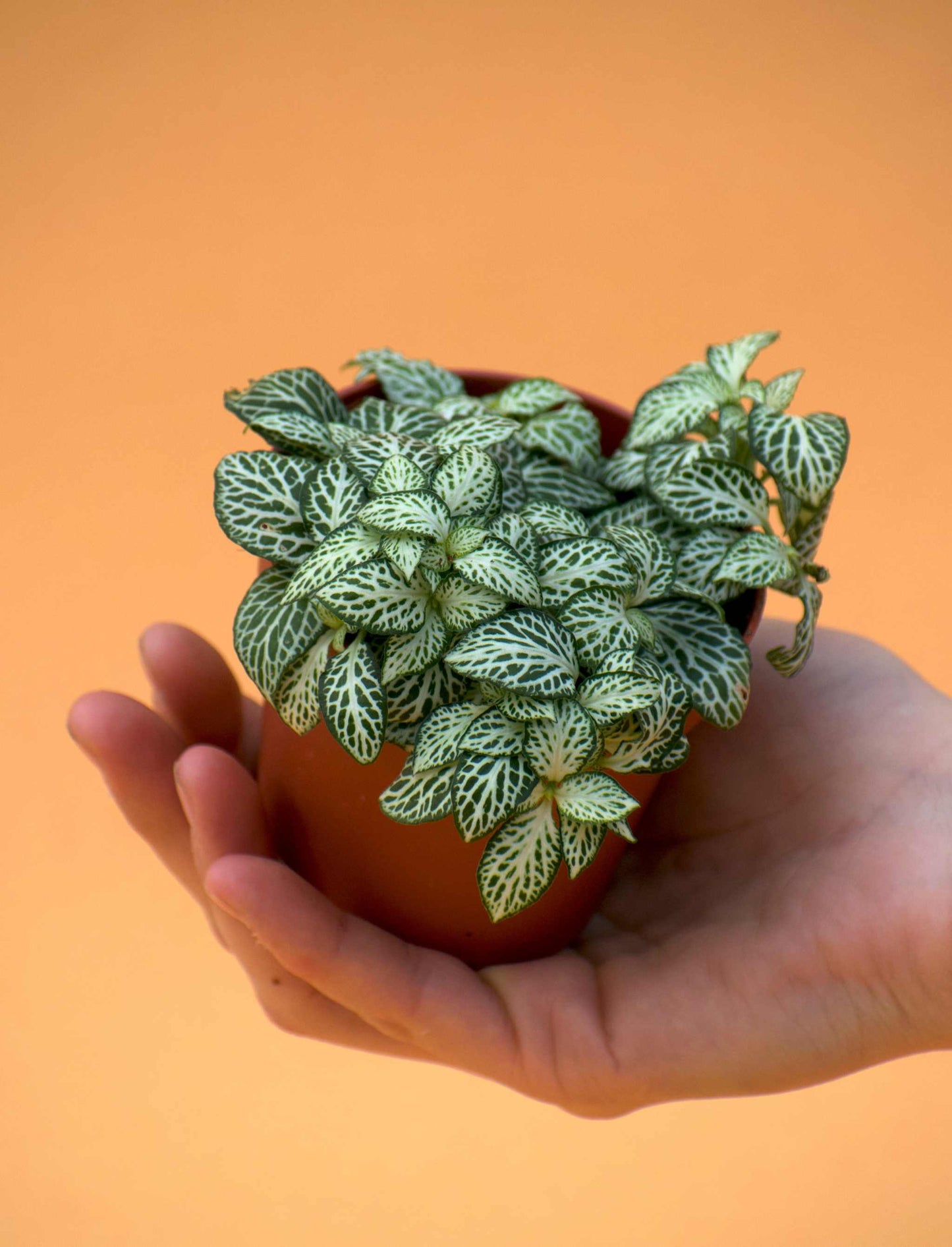 Fittonia 'Åderblad'