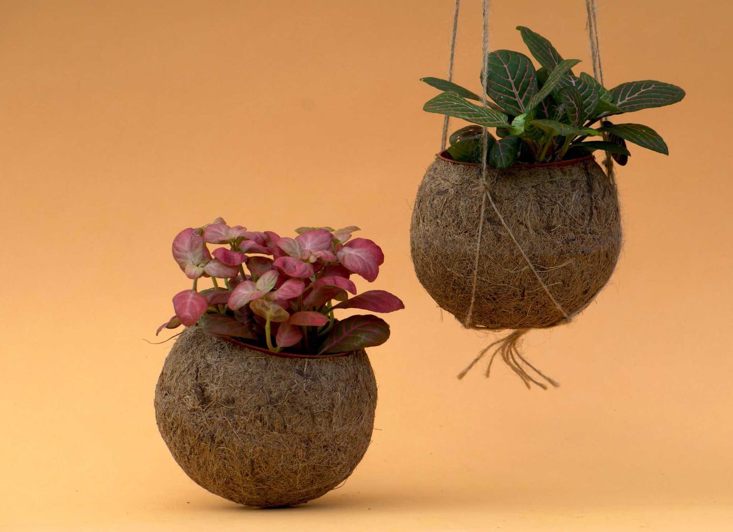 Ampelkruka 'kokedama'