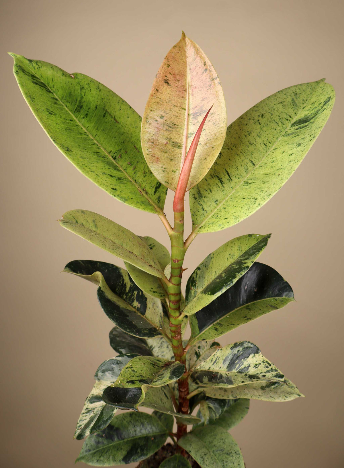 Fönsterfikus | Ficus elastica 'Schrijveriana'