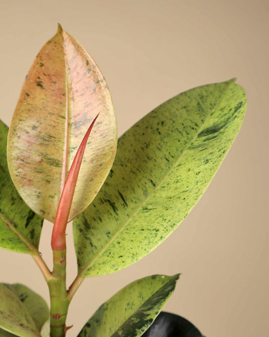 Fönsterfikus | Ficus elastica 'Schrijveriana'