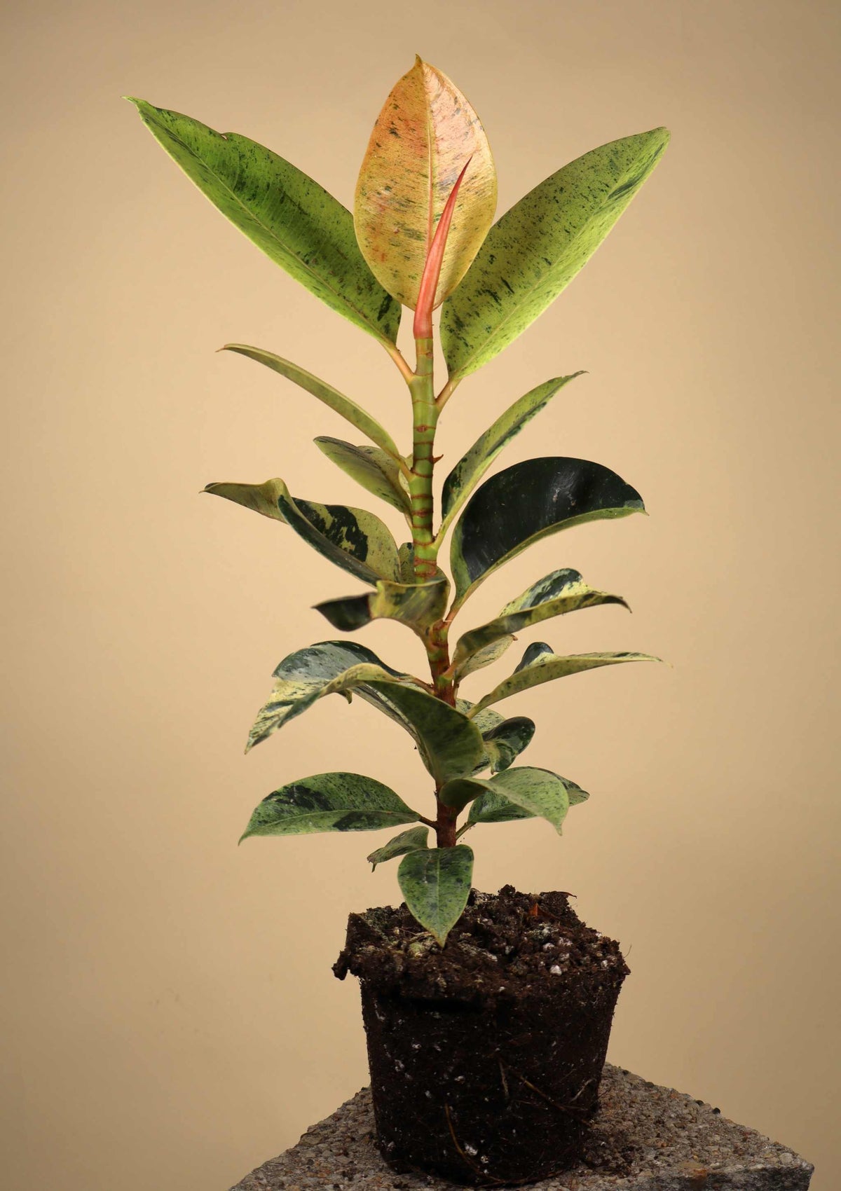 Fönsterfikus | Ficus elastica 'Schrijveriana'