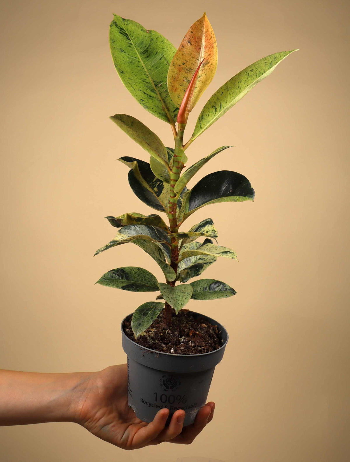 Fönsterfikus | Ficus elastica 'Schrijveriana'
