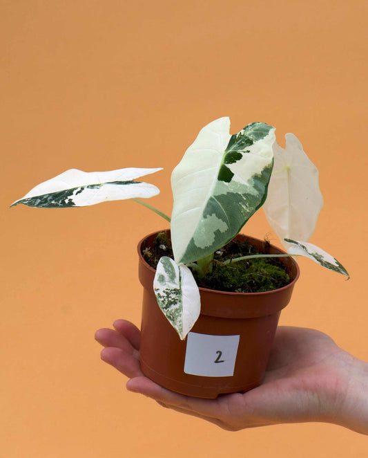 Alocasia frydek variegata