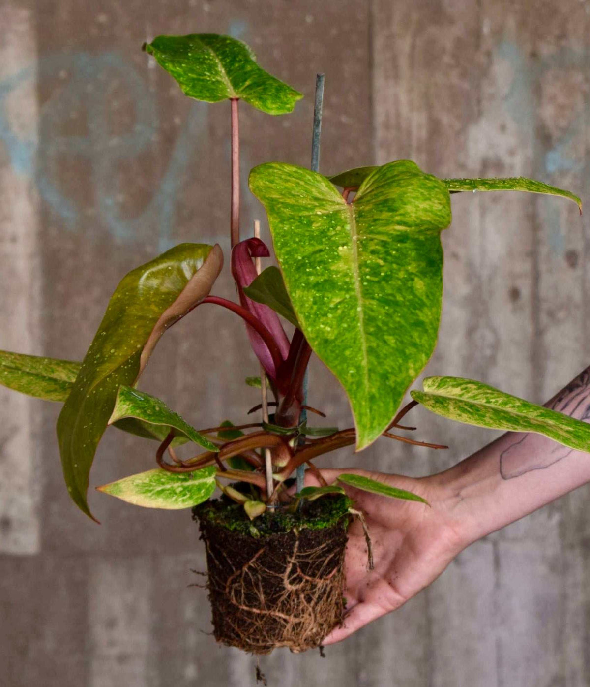 Philodendron 'Painted Lady'