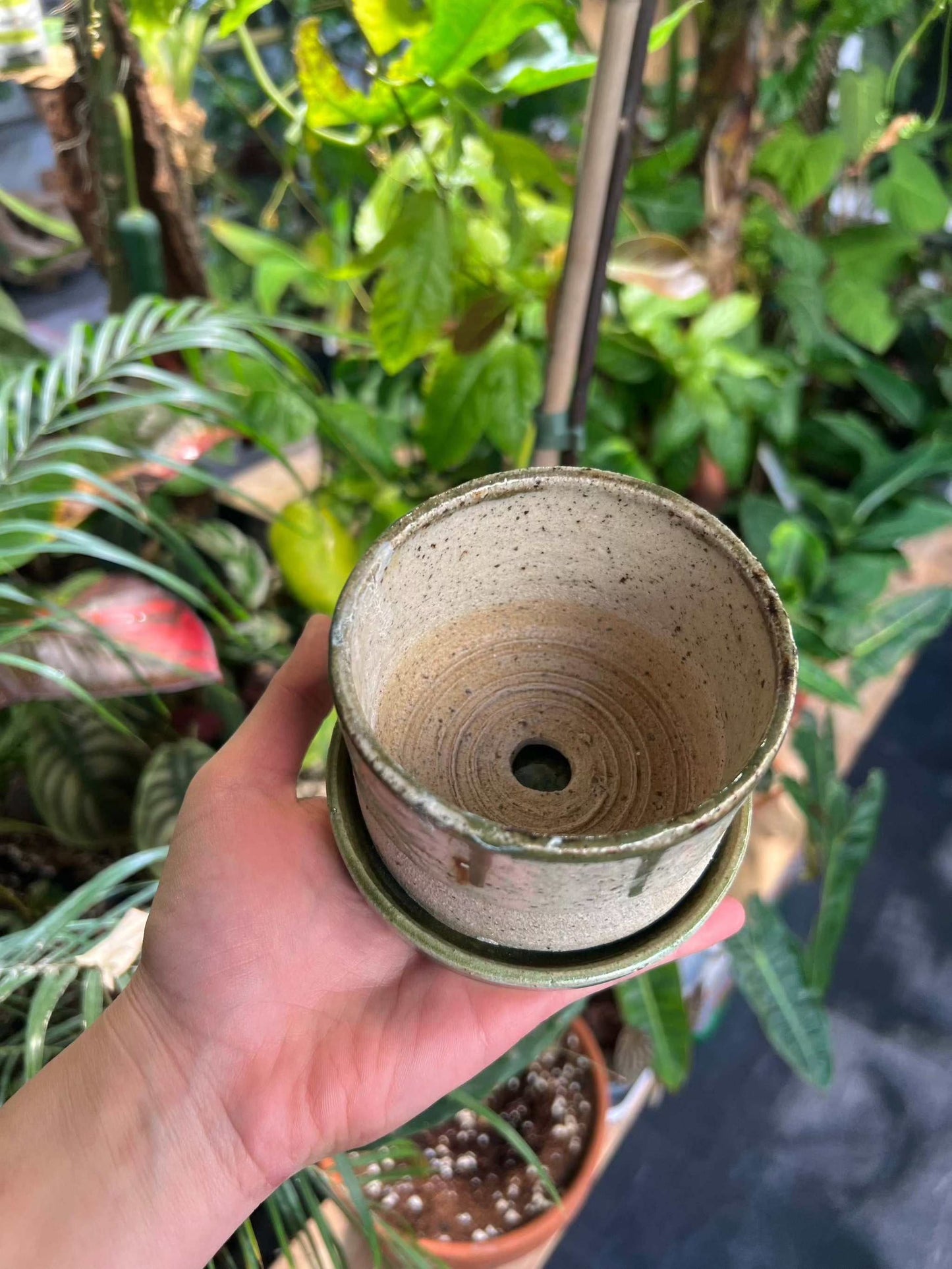 green overdose | 8.5 cm
