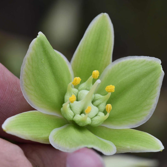 Furcraea foetida | Mauritius-hampa