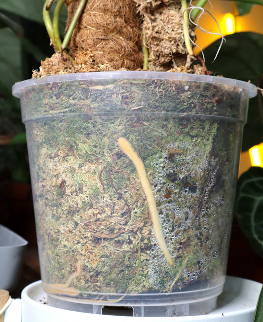 Genomskinliga plastkrukor