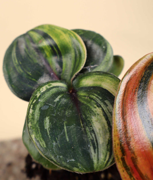 Geogenanthus ciliatus variegata