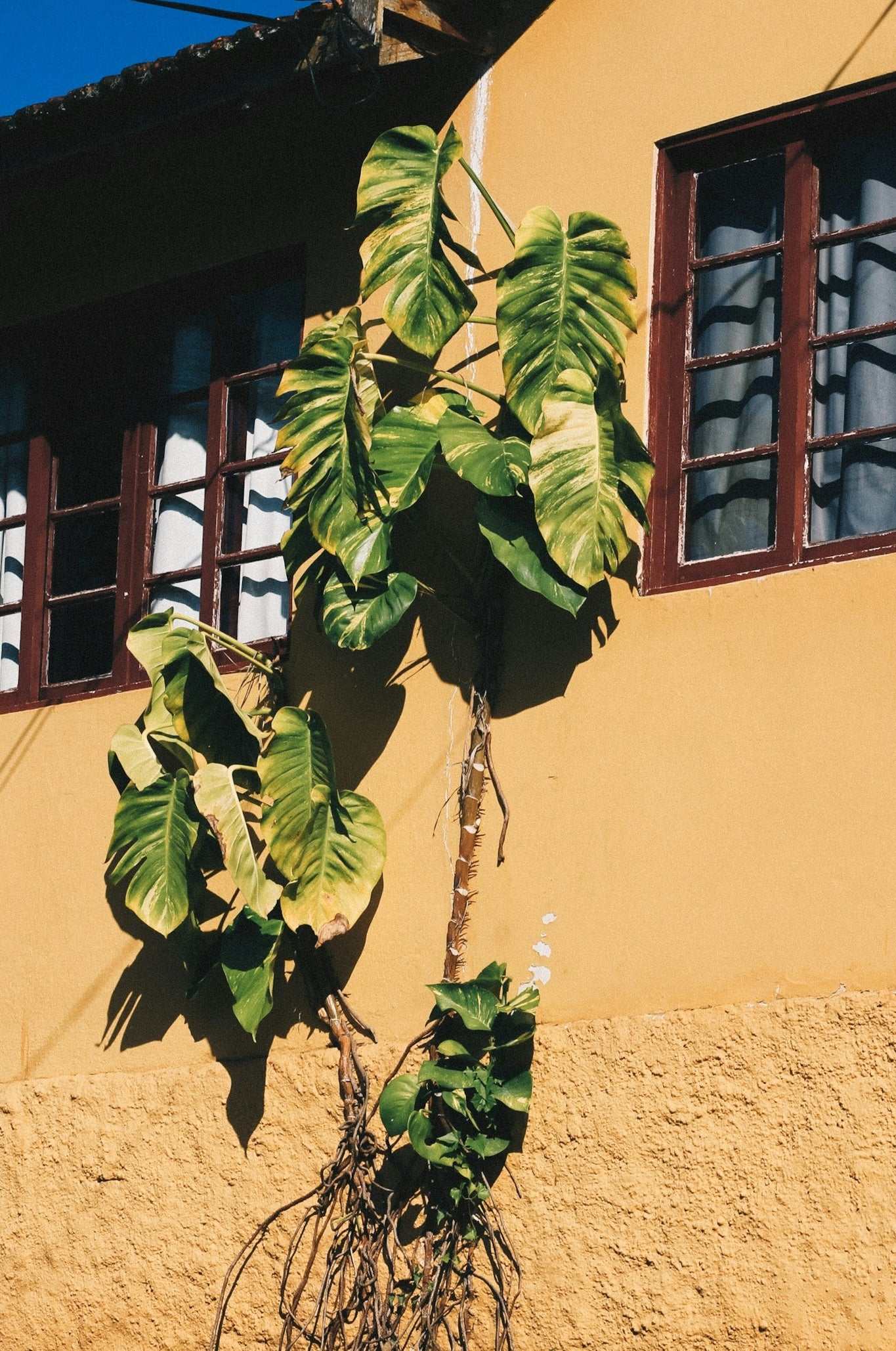 Gullranka 'Epipremnum aureum'