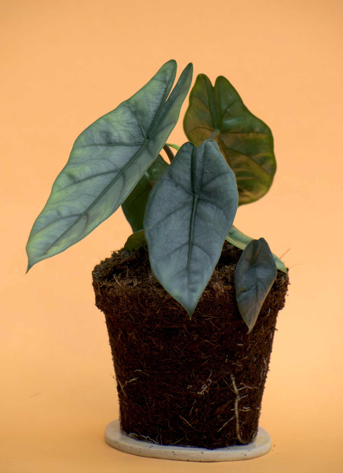 Alocasia heterophylla 'Dragons breath'