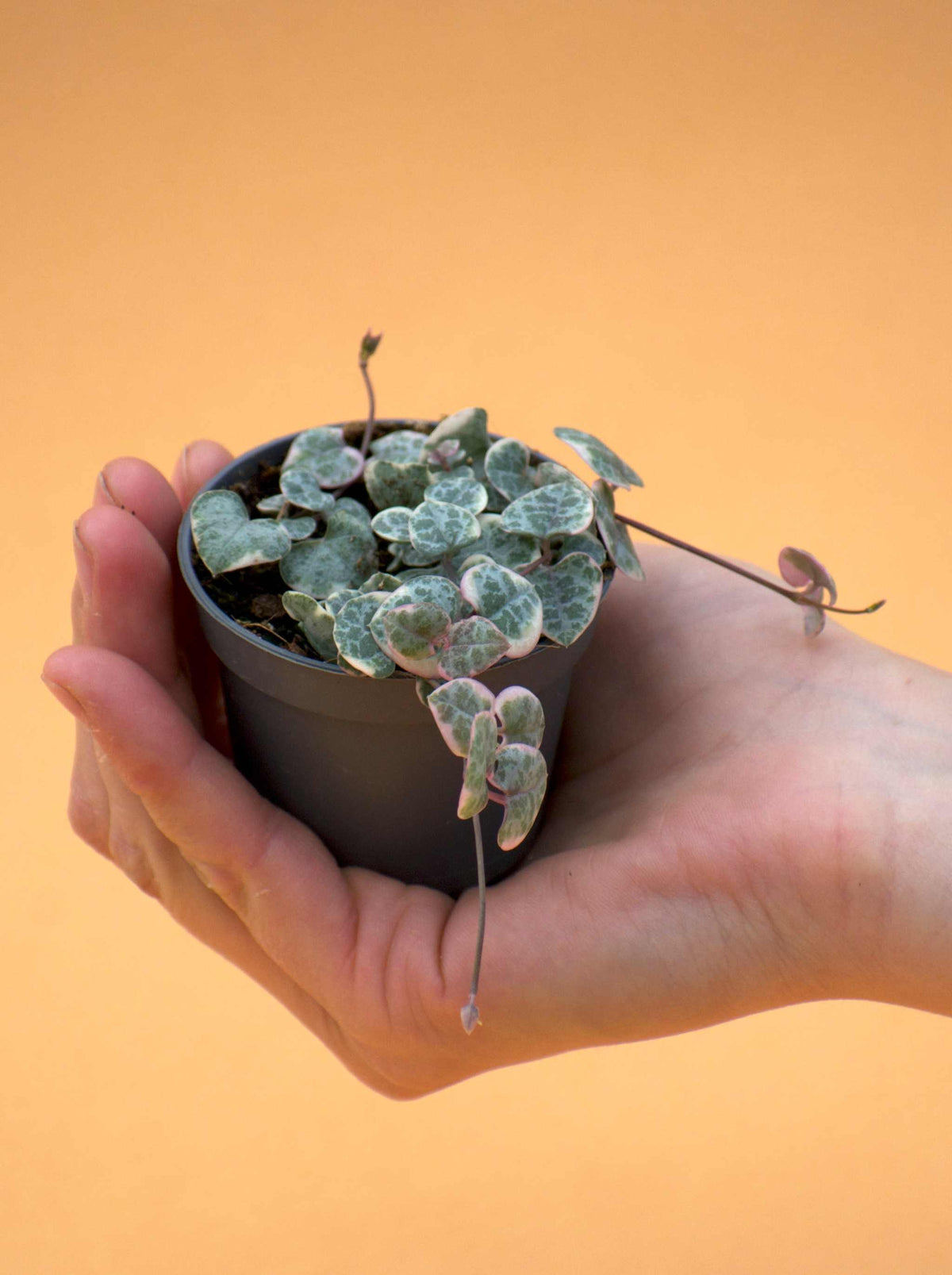 Hjärtan på tråd, 'Ceropegia woodii'