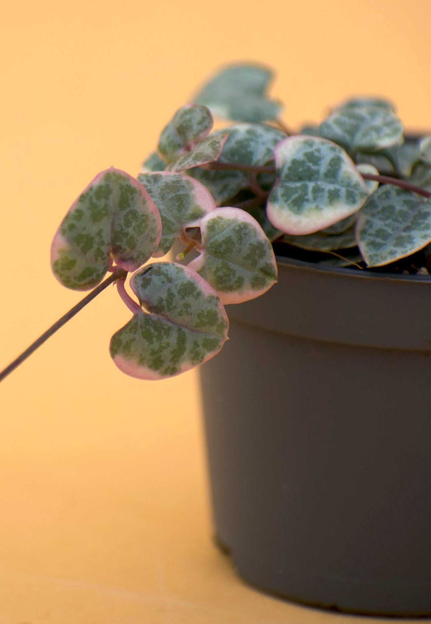 Hjärtan på tråd, 'Ceropegia woodii'