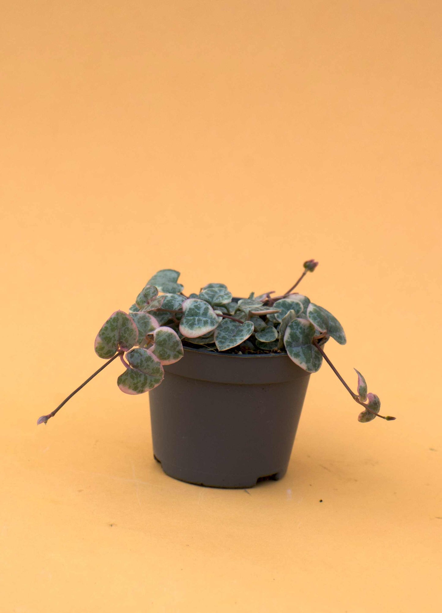 Hjärtan på tråd, 'Ceropegia woodii'