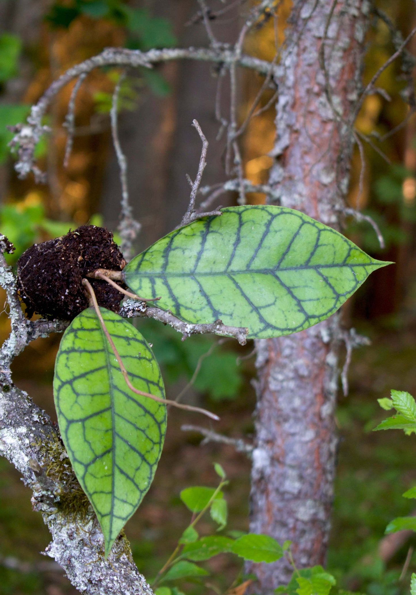 Hoya callistophylla