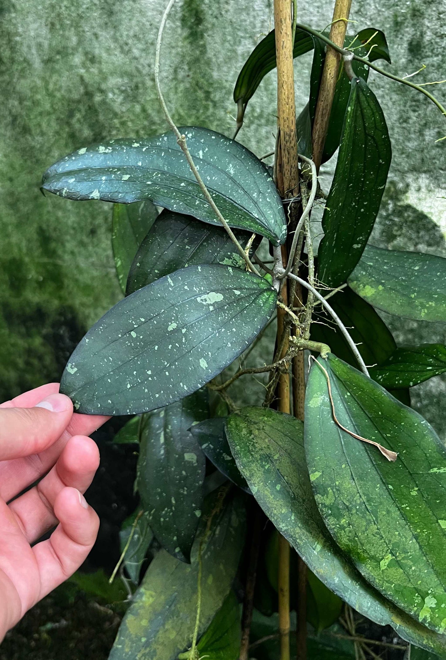 Hoya erythrina