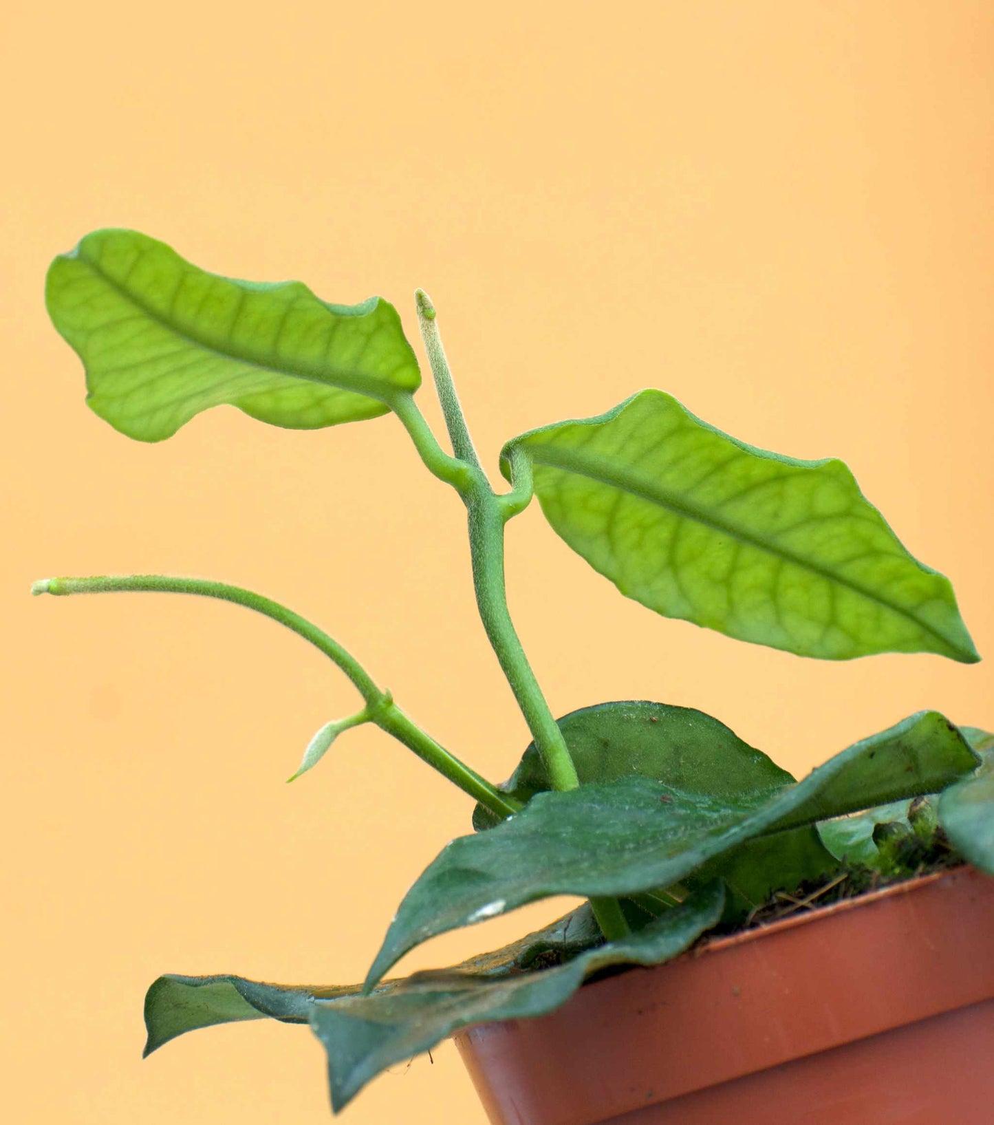 Hoya globulosa