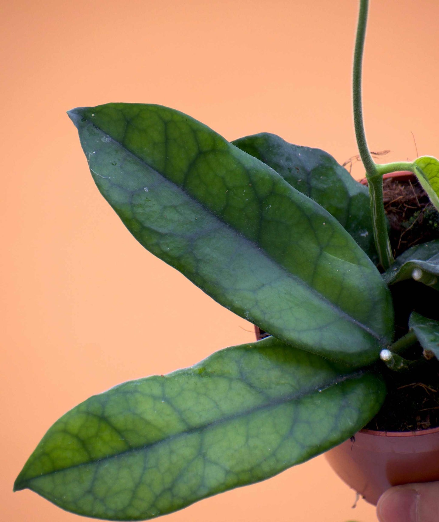 Hoya globulosa