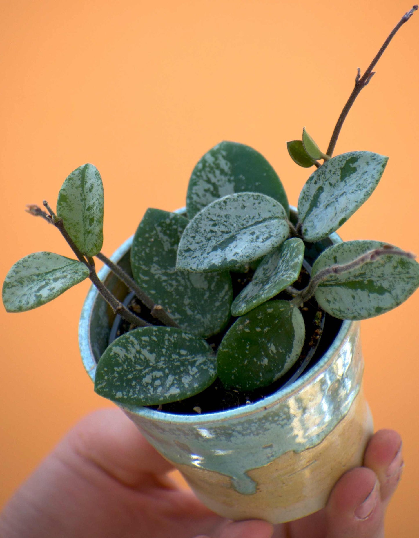 Hoya mathilde splash