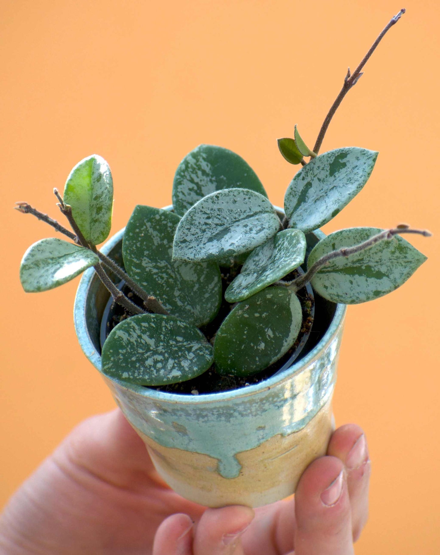 Hoya mathilde splash