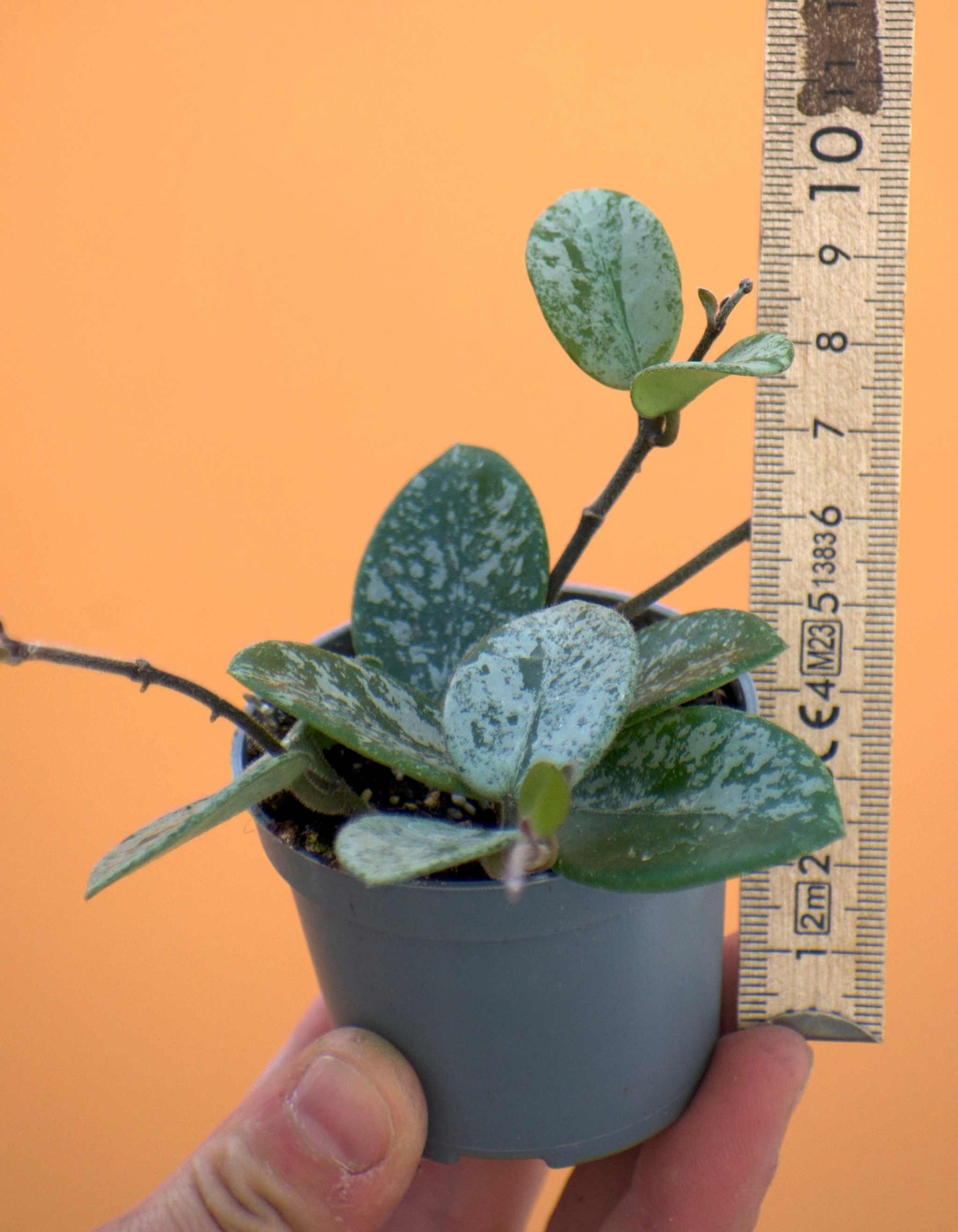 Hoya mathilde splash storlek liten
