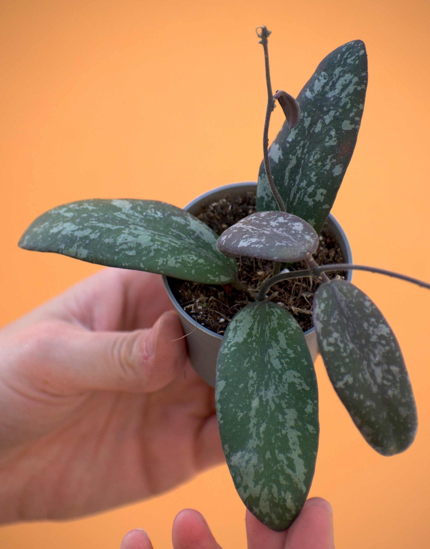 Hoya sigillatis