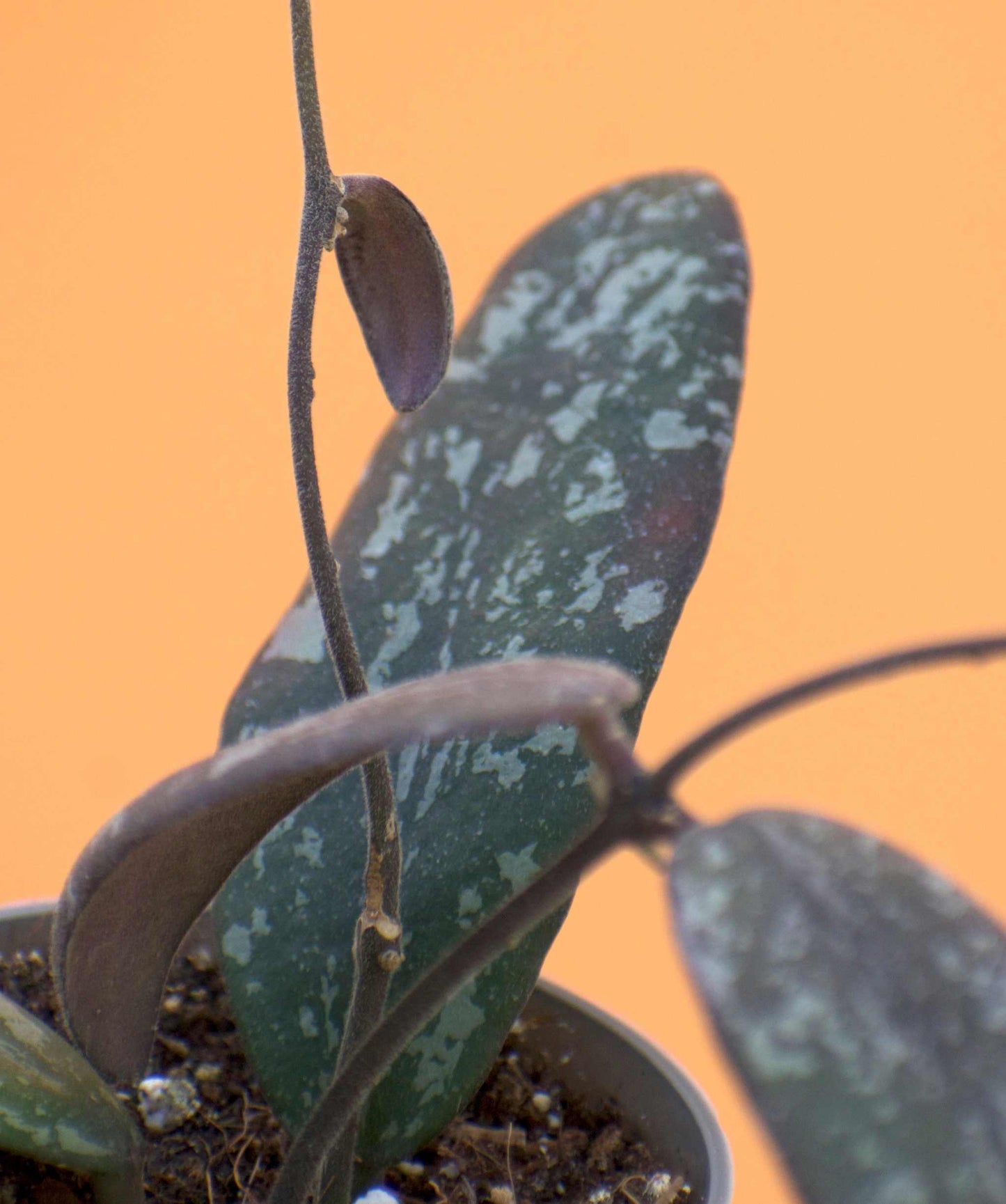 Hoya sigillatis