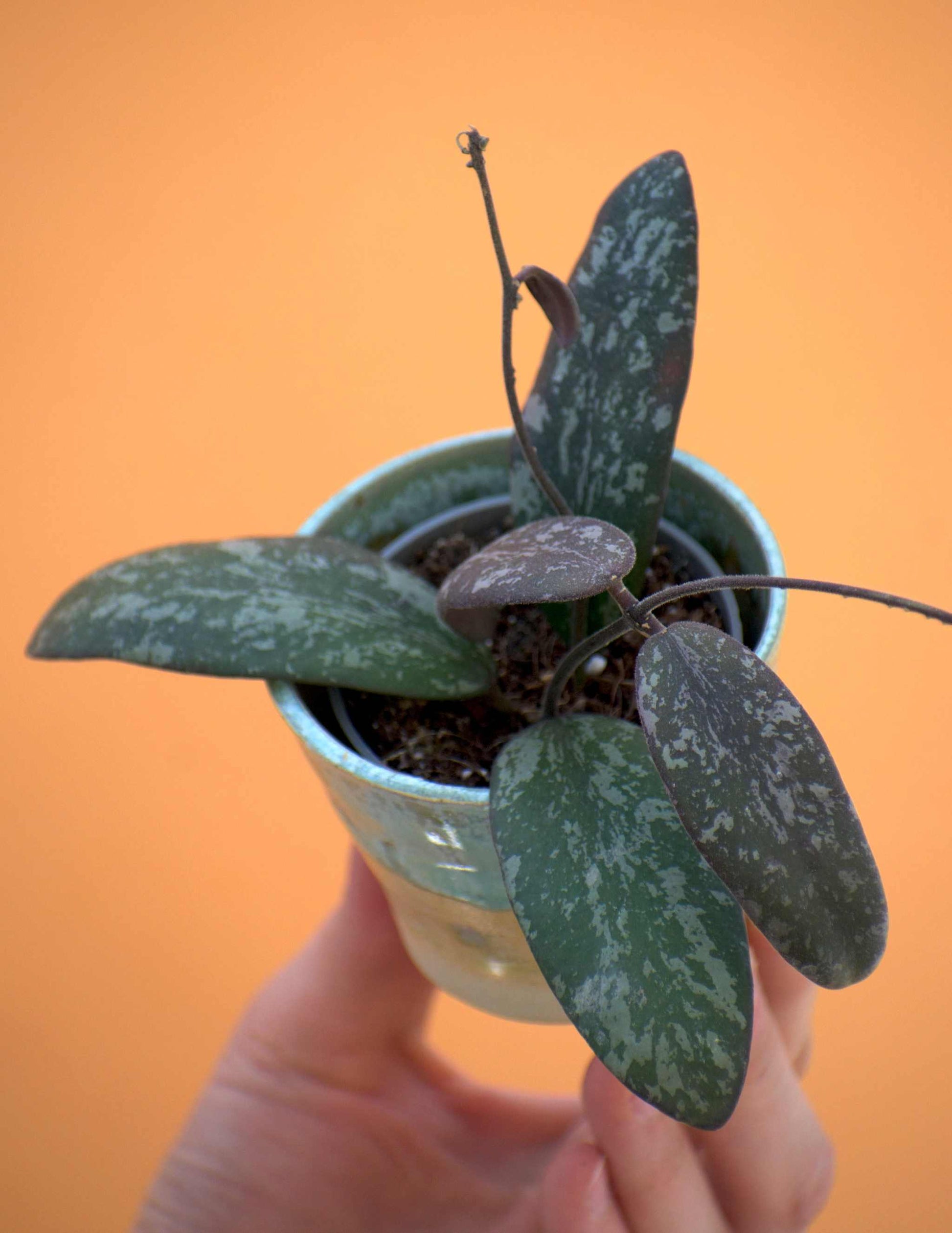 Hoya sigillatis
