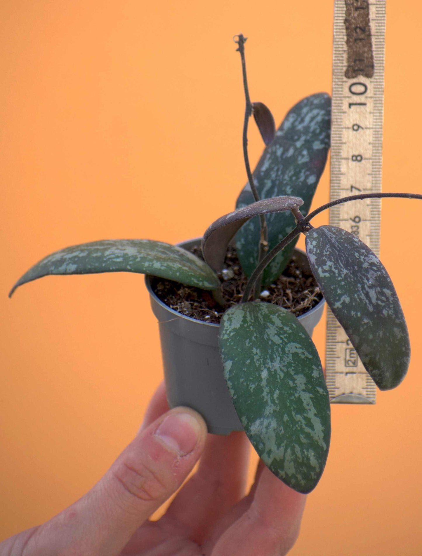 Hoya sigillatis liten storlek