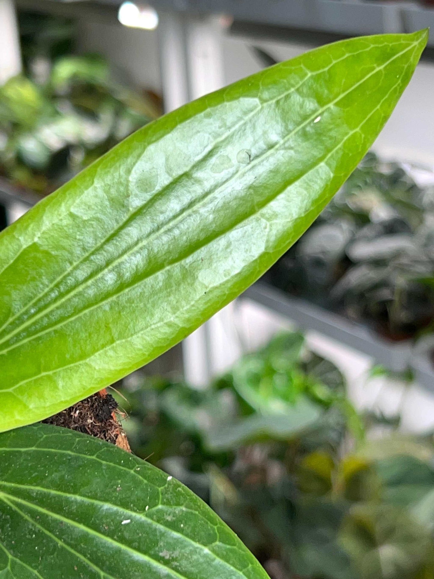 Hoya soligamiana