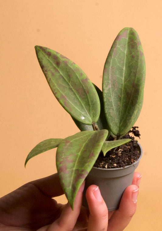 Hoya verticillata var. verticillatay