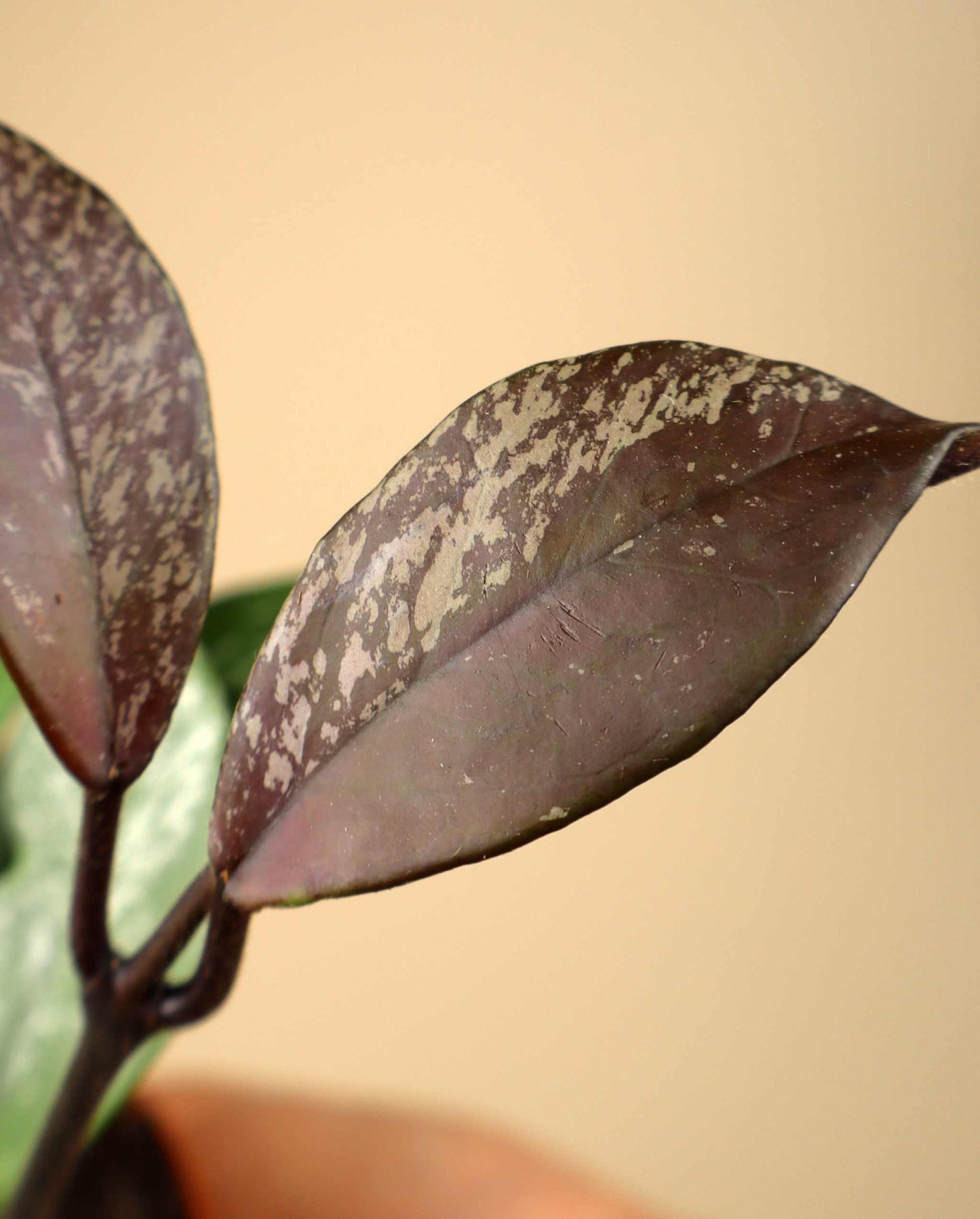 Hoya carnosa 'Freckles'