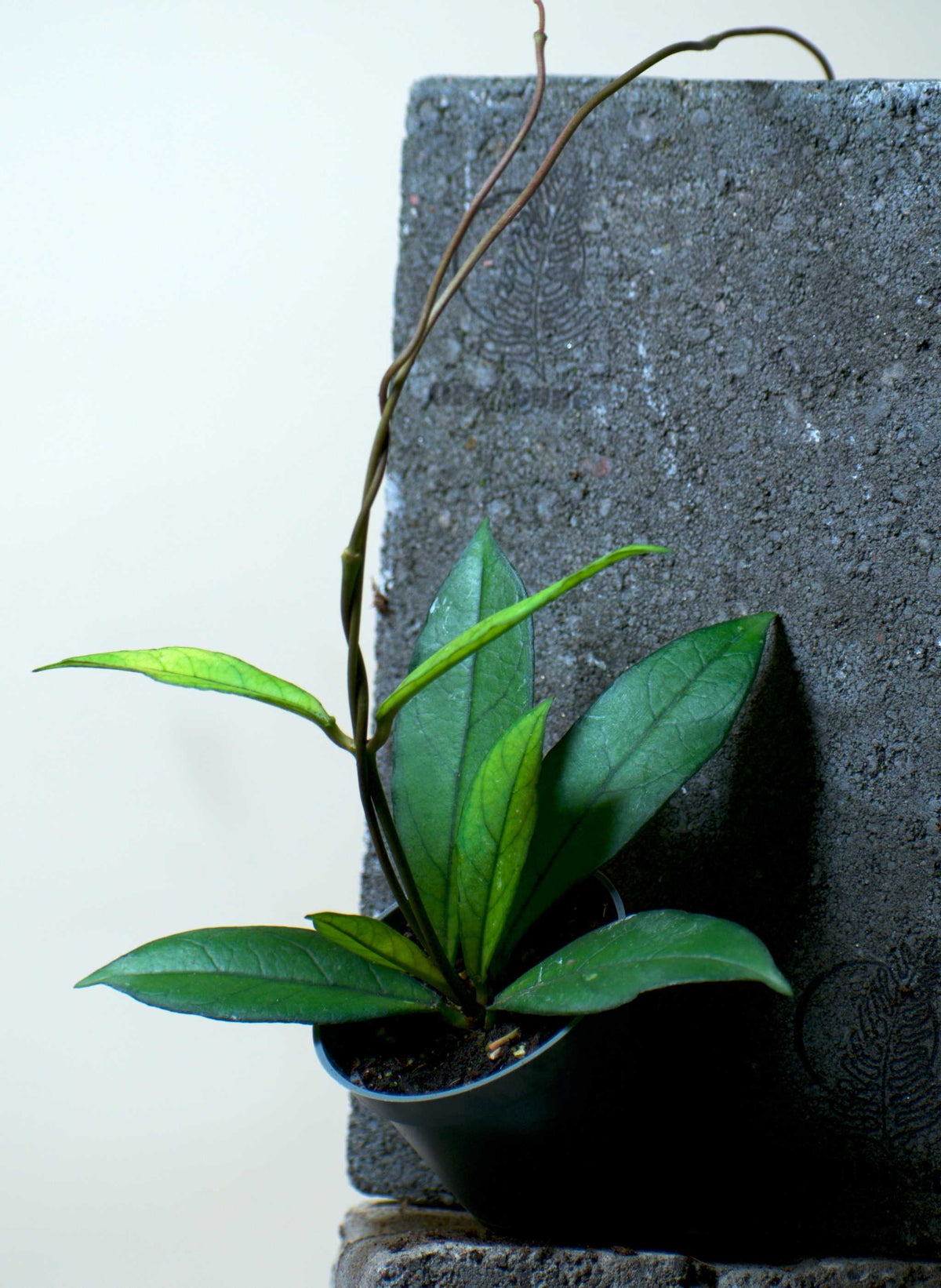 Hoya crassipetiolata liten