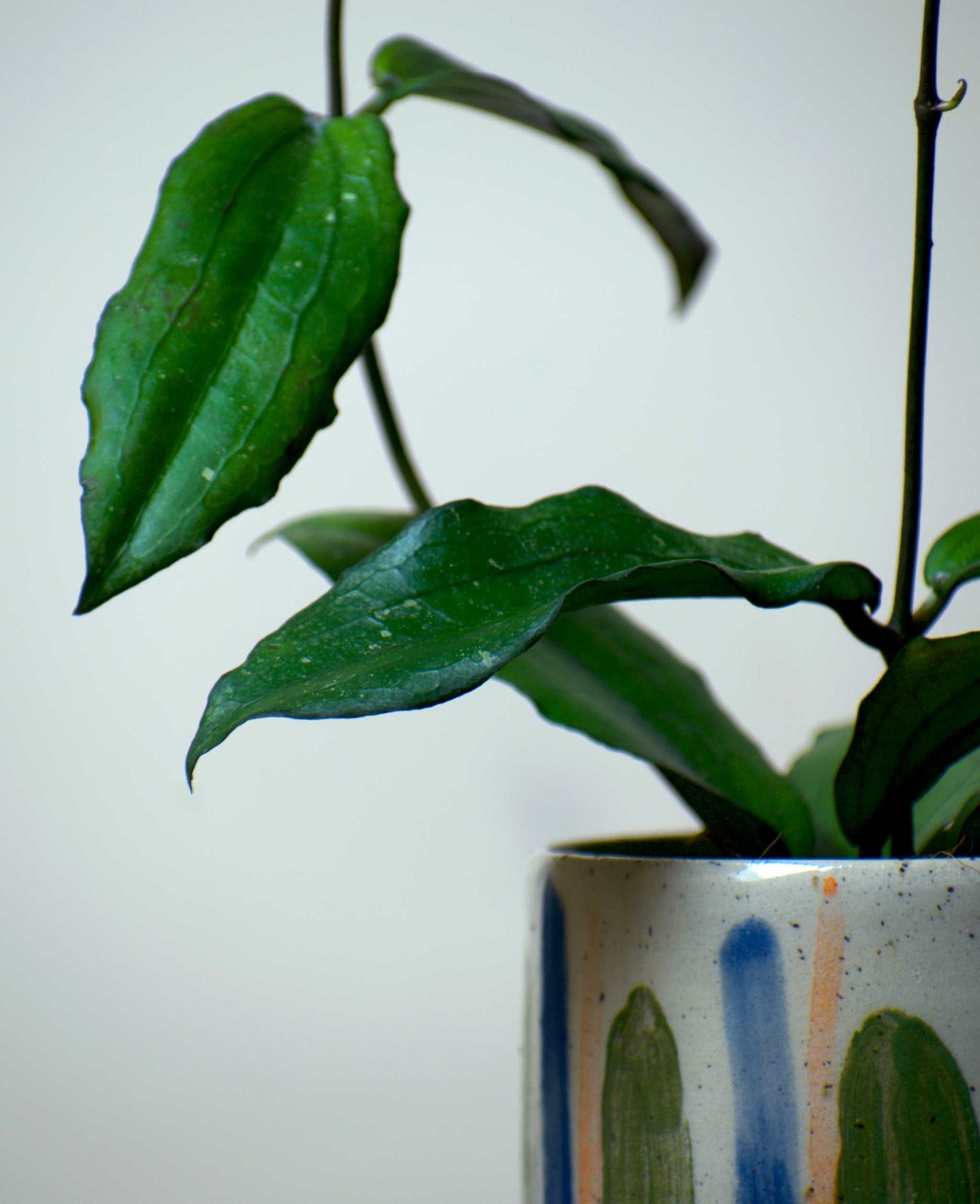 Hoya erythrina