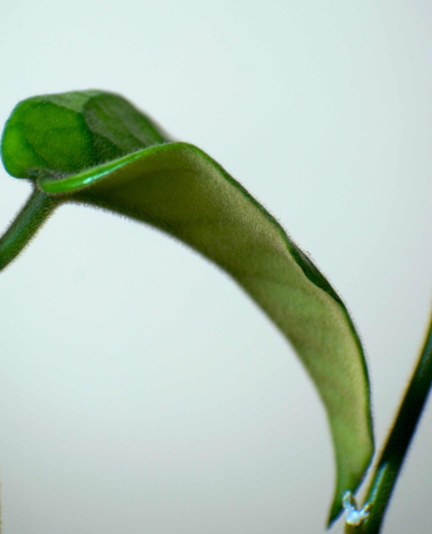 Hoya globulosa