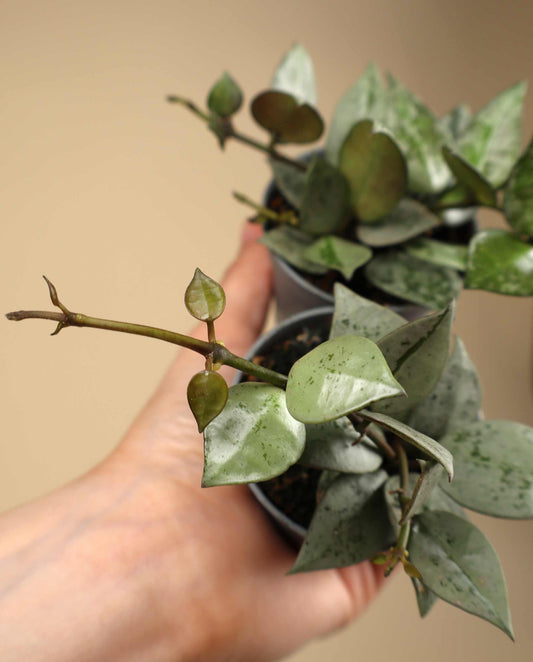 Hoya krohniana 'Eskimo'