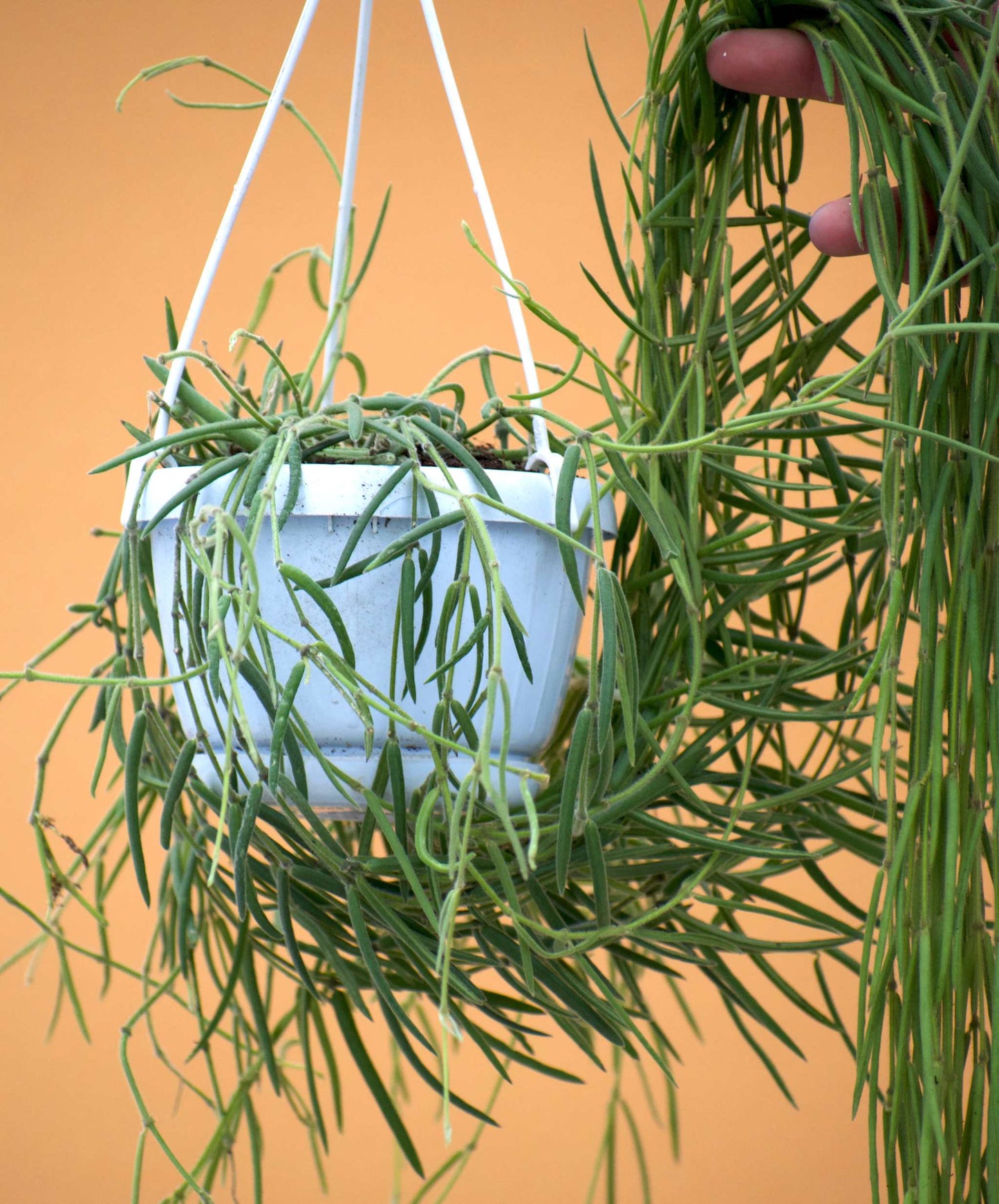 Hoya linearis