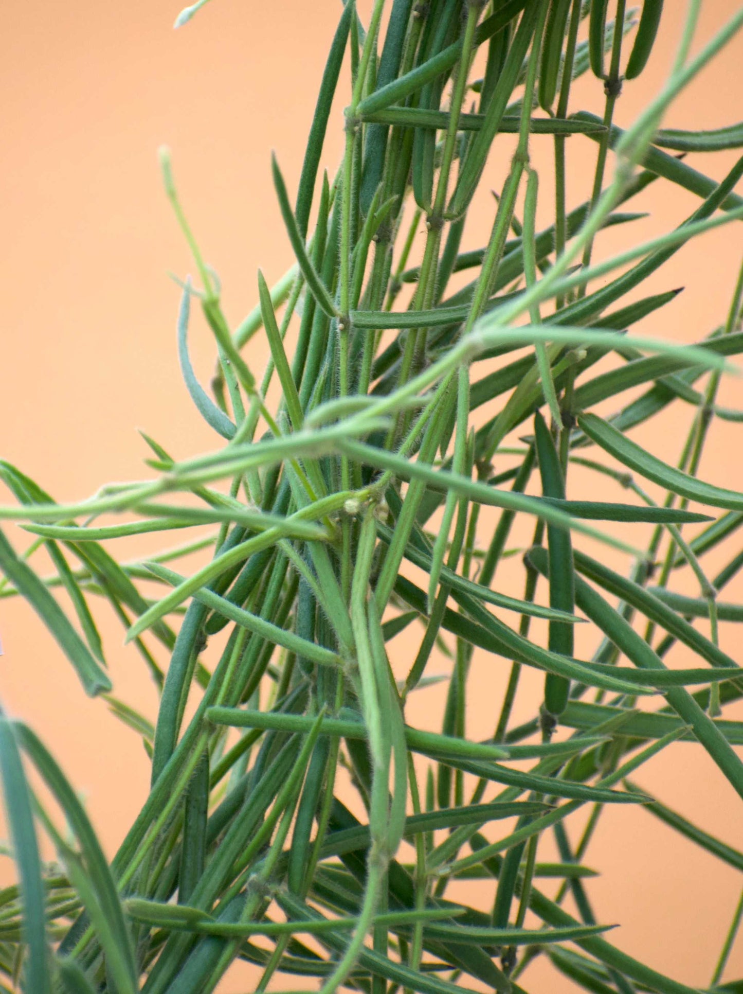 Hoya linearis