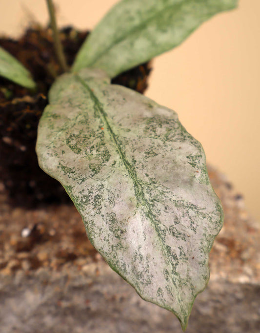 Hoya mitrata 'Silver'