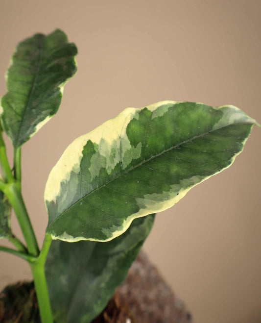 Hoya multiflora albo variegata